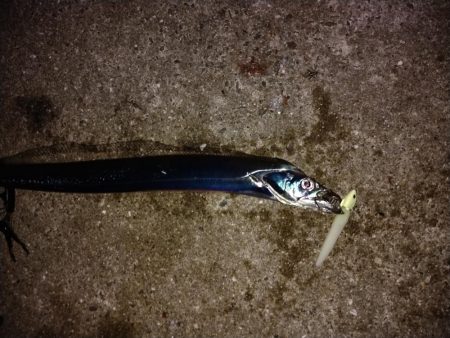 小さいけど爆釣